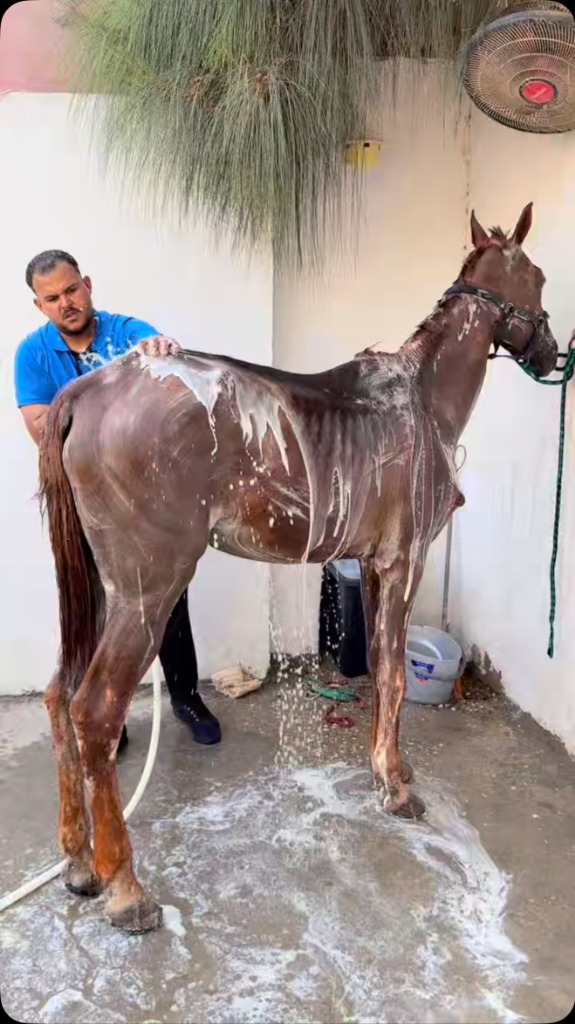 Cavalo recebendo primeiro banho médico para tratar parasitas
