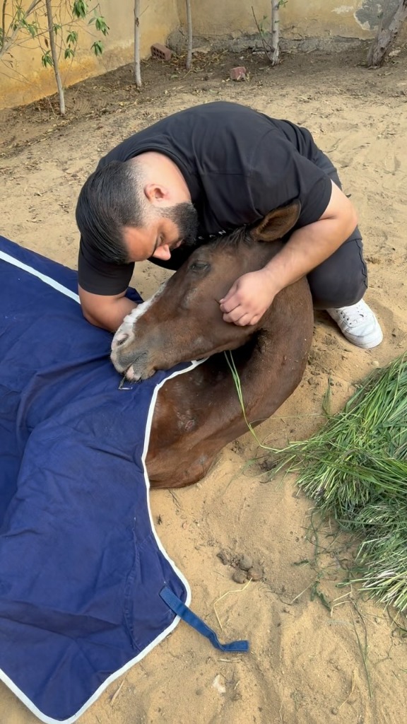 Cavalos resgatados em estado crítico que hoje recebem carinho e tratamento