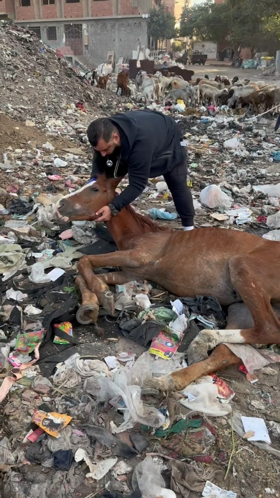 Resgate de cavalo caído no lixão