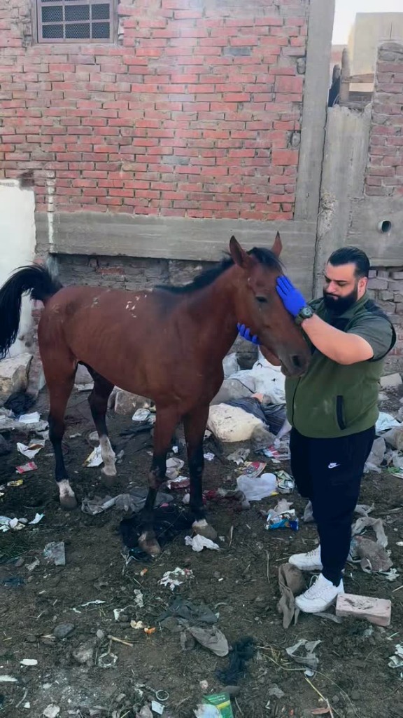 Cavalo resgatado em entulhos urbanos