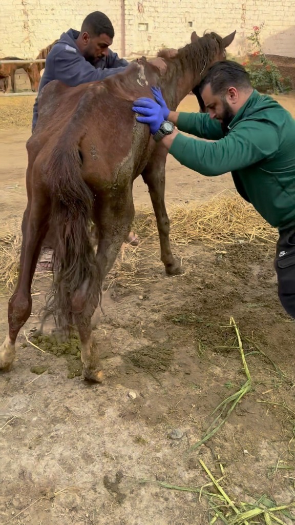 Exames médicos em égua extremamente magra
