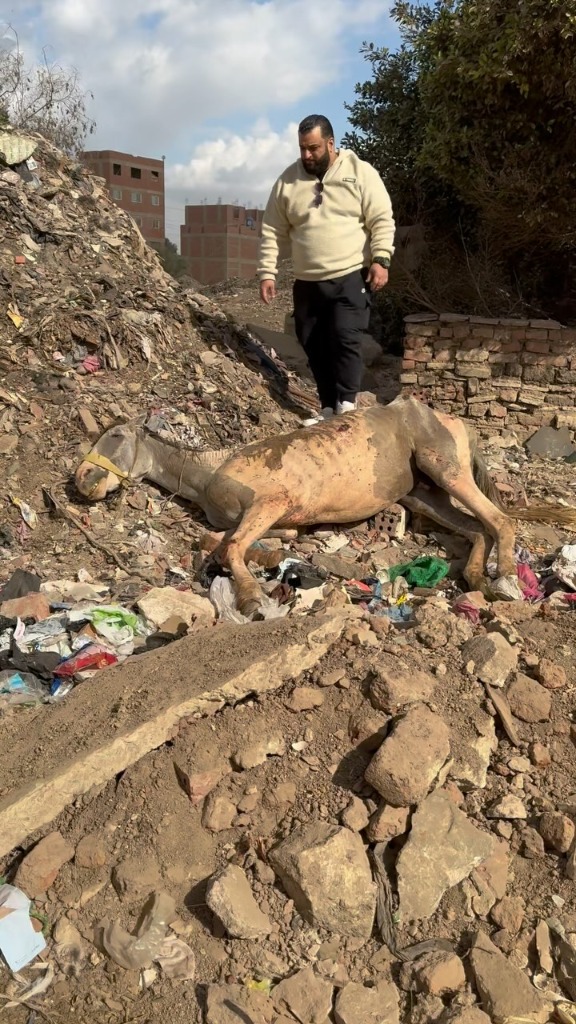 Cavalo caído em ruínas abandonadas